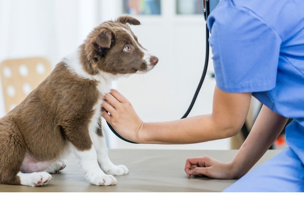 açık veteriner kliniği